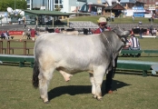 Reserve Junior Champion Bull - Wyoming Dario